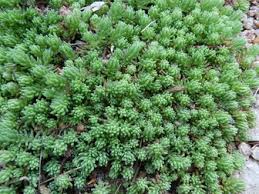Attēlu rezultāti vaicājumam “Sedum pallidum bud”