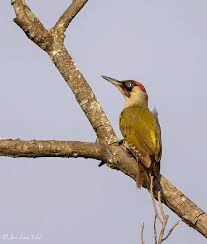 Attēlu rezultāti vaicājumam “Picus viridis”