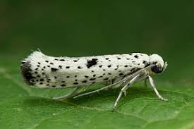 Attēlu rezultāti vaicājumam “Yponomeuta plumbella”