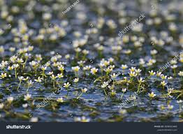 Attēlu rezultāti vaicājumam “Batrachium circinatum leaf”