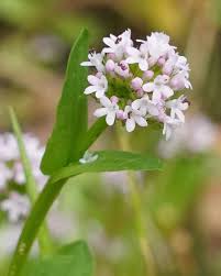 Attēlu rezultāti vaicājumam “Valerianaceae”