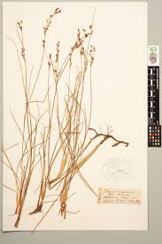 Attēlu rezultāti vaicājumam “Juncus gerardii”