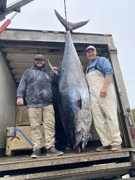 Image result for giant tuna