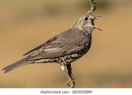 Attēlu rezultāti vaicājumam “Turdus viscivorus adult”
