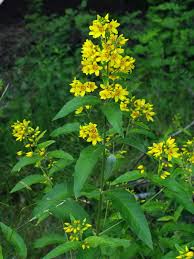 Attēlu rezultāti vaicājumam “Lysimachia vulgaris”