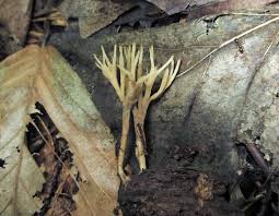 Attēlu rezultāti vaicājumam “Tremellodendropsis tuberosa”