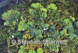 Attēlu rezultāti vaicājumam “Peltigera leucophlebia”