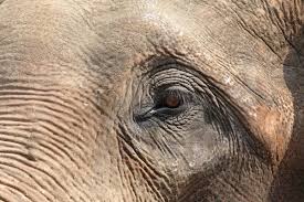 Image result for sad elephant