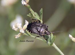 Attēlu rezultāti vaicājumam “Jalla dumosa”
