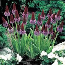 Attēlu rezultāti vaicājumam “Primula veris var. rubra”