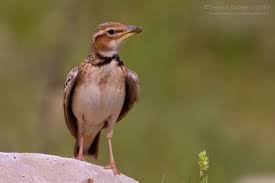 Image result for Melanocorypha bimaculata