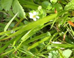Attēlu rezultāti vaicājumam “Luzula pilosa bud”