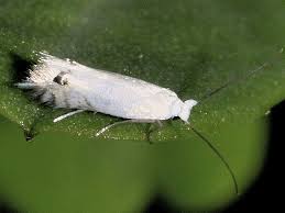 Attēlu rezultāti vaicājumam “Lyonetiidae”