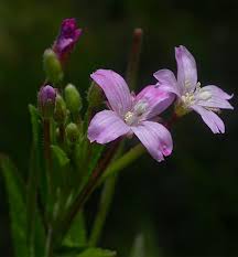 Attēlu rezultāti vaicājumam “Epilobium parviflorum”