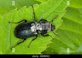 Attēlu rezultāti vaicājumam “Platycerus caraboides”