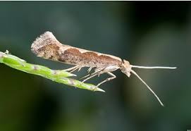 Attēlu rezultāti vaicājumam “Plutella xylostella”