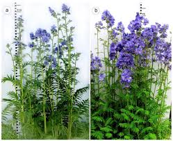 Attēlu rezultāti vaicājumam “Polemonium caeruleum bud”