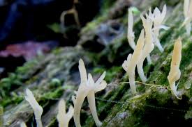 Attēlu rezultāti vaicājumam “Multiclavula mucida”