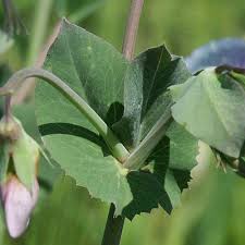 Attēlu rezultāti vaicājumam “Pisum sativum leaf”