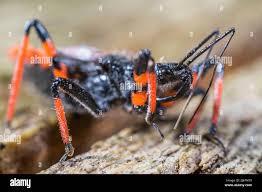 Attēlu rezultāti vaicājumam “Rhynocoris annulatus”