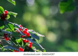 Attēlu rezultāti vaicājumam “Lonicera xylosteum fruit”