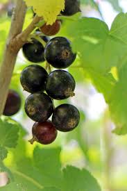 Attēlu rezultāti vaicājumam “Ribes nigrum fruit”