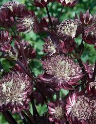 Attēlu rezultāti vaicājumam “Astrantia major flower”