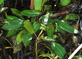 Attēlu rezultāti vaicājumam “Potamogeton lucens leaf”