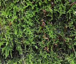 Attēlu rezultāti vaicājumam “Hygroamblystegium varium”