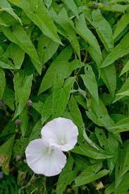 Attēlu rezultāti vaicājumam “Calystegia sepium”