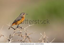 Attēlu rezultāti vaicājumam “Phoenicurus phoenicurus female”