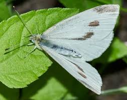 Attēlu rezultāti vaicājumam “Pieris rapae female”