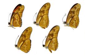 Attēlu rezultāti vaicājumam “Badhamia juliae macro”