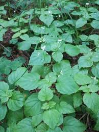Attēlu rezultāti vaicājumam “Circaea alpina leaf”