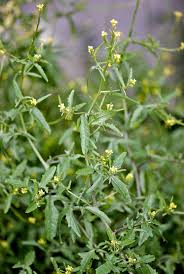 Attēlu rezultāti vaicājumam “Sisymbrium volgense flower”
