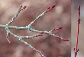 Attēlu rezultāti vaicājumam “Acer rufinerve”