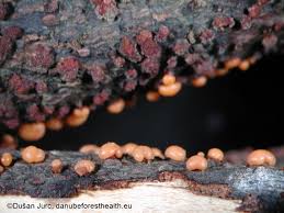 Attēlu rezultāti vaicājumam “Nectria sp., Neonectria sp.”