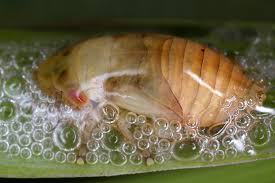 Attēlu rezultāti vaicājumam “Neophilaenus lineatus”