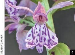 Attēlu rezultāti vaicājumam “Dactylorhiza maculata bud”