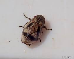 Attēlu rezultāti vaicājumam “Lepyronia coleoptrata”