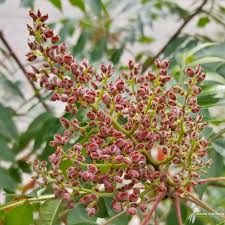 Attēlu rezultāti vaicājumam “Trifolium spadiceum fruit”
