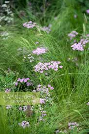 Attēlu rezultāti vaicājumam “Pimpinella major flower”