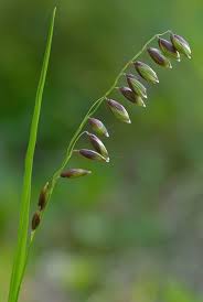 Attēlu rezultāti vaicājumam “Melica nutans”