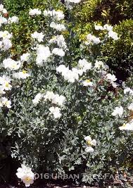 Image result for Romneya coulteri