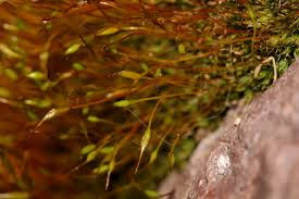 Attēlu rezultāti vaicājumam “Ceratodon purpureus sporophyte”