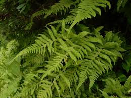 Attēlu rezultāti vaicājumam “Phegopteris connectilis”