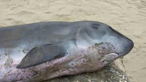 Image result for Kogia breviceps