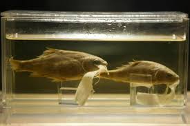 Image result for Cyprinus multitaeniatus