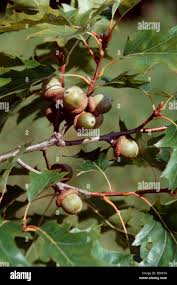 Attēlu rezultāti vaicājumam “Quercus rubra fruit”