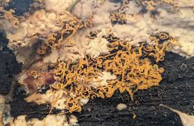 Attēlu rezultāti vaicājumam “Didymium serpula spores”